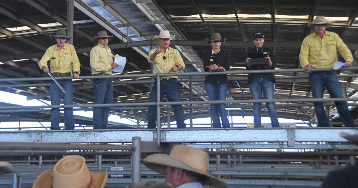 High demand drives steers to $2592 top at Dalby store sale