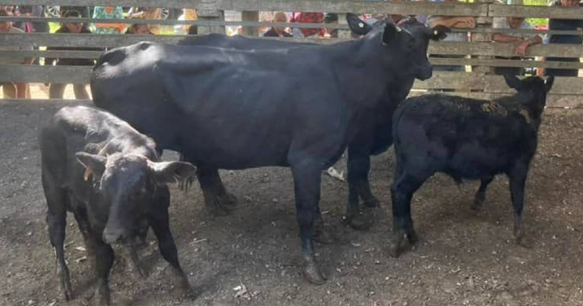 Brangus cows and calves reach $3180 at Eumundi | Queensland Country Life