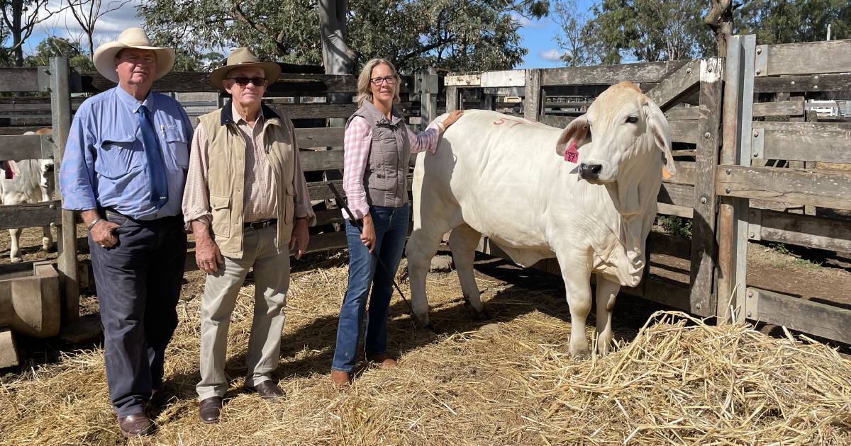 Records tumble as grey heifer climbs to the top of Gympie Brahman sale