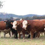 Faces of guests at WQLX redevelopment opening at Longreach | Queensland Country Life