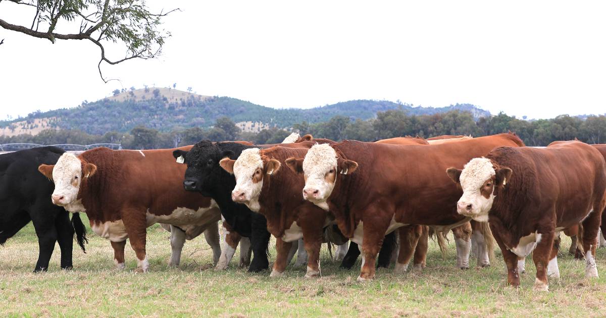 Lucrana Simmental bull sale date changed | Queensland Country Life