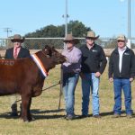 What recent interest rate rises mean for beef producers