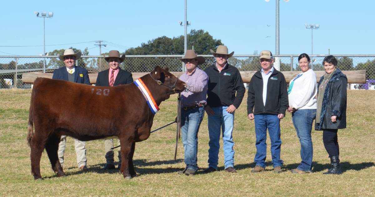 Shorthorn National Sale has standout female take high-dollar honours | The Land