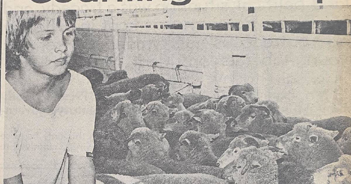 NQR 130: Middle East live sheep bans hot topic in 1980s | North Queensland Register