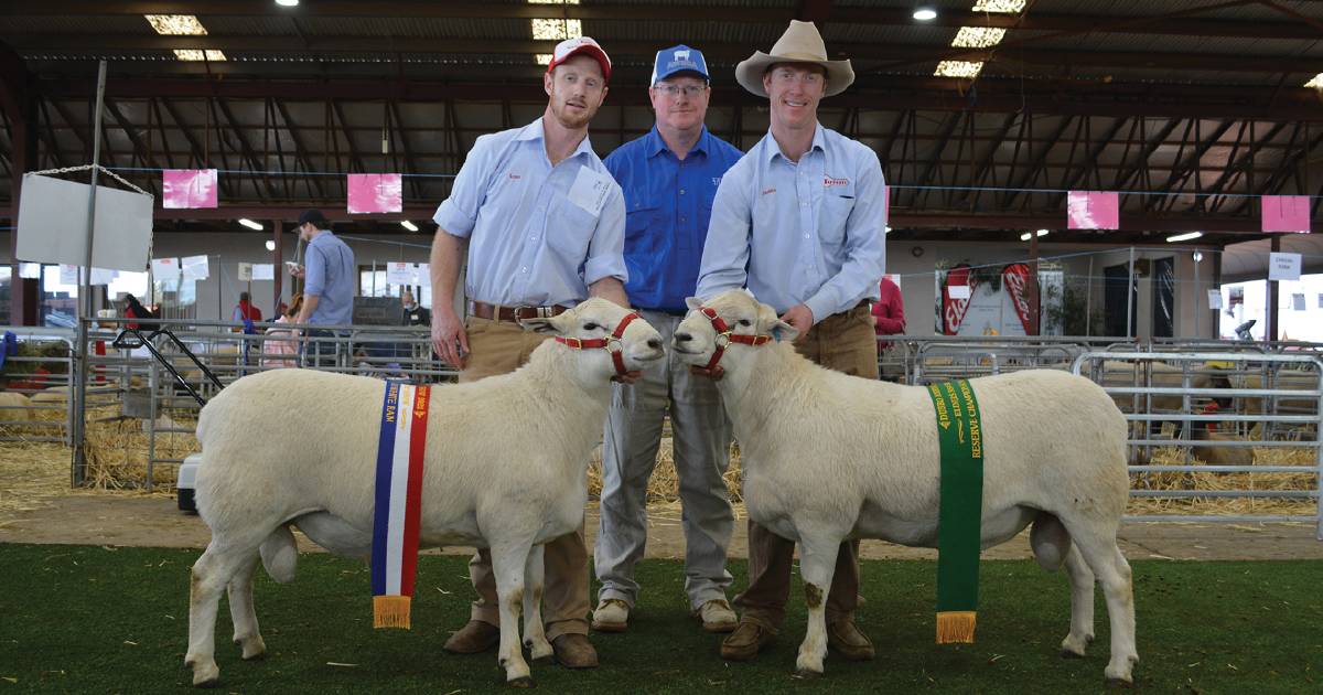 Australian White ram goes 'platinum' after debut win