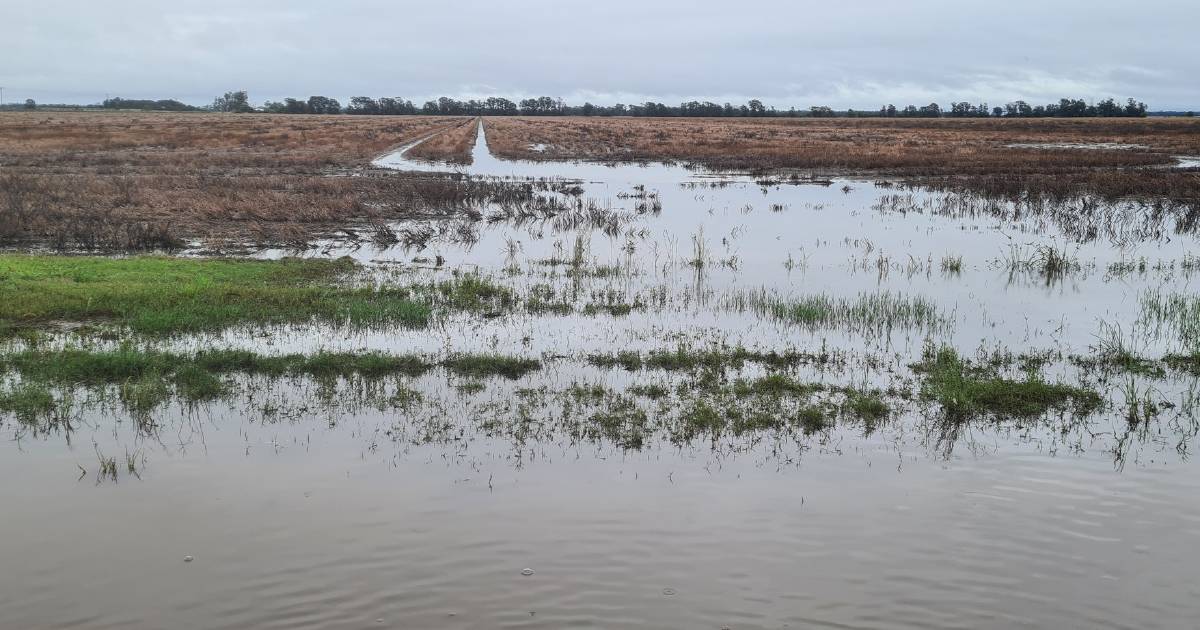 Full impacts of state's flooding on crops still unknown: DAF