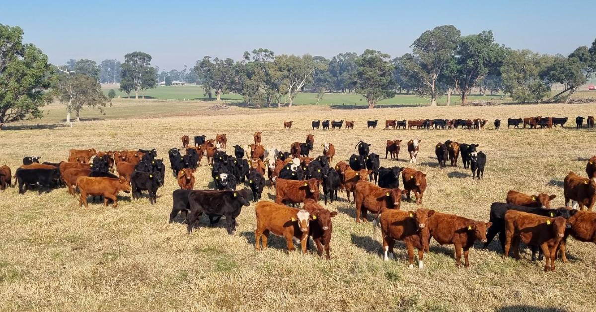 Plenty of choice for graziers and feeders