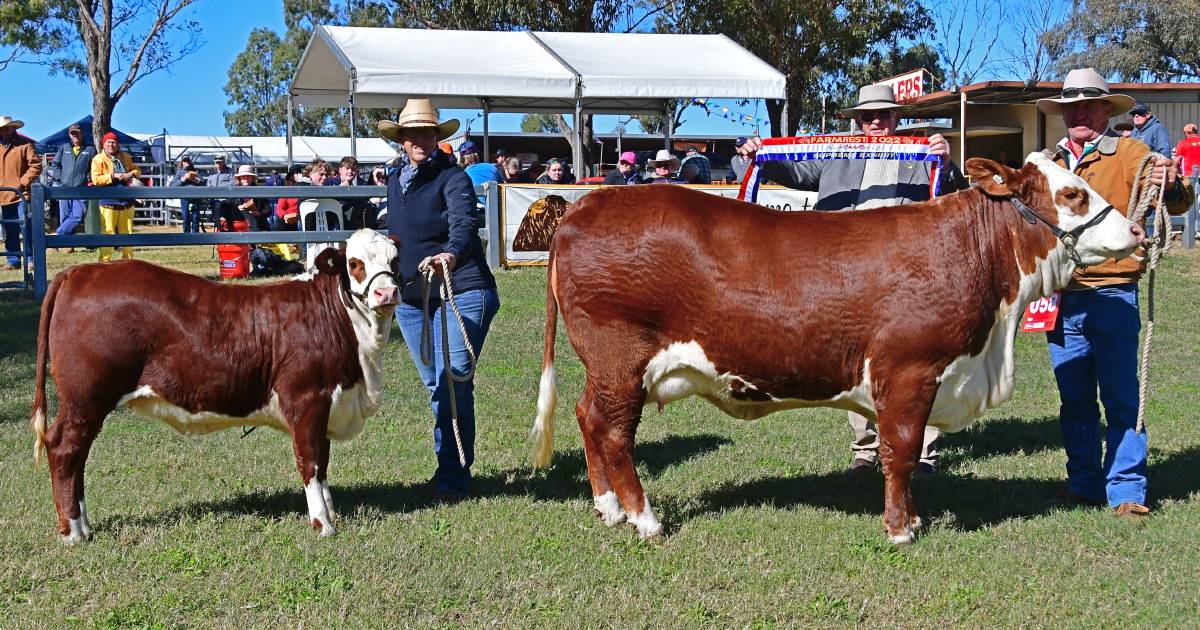 Fantastic Braford female reigns supreme at FarmFest 2022