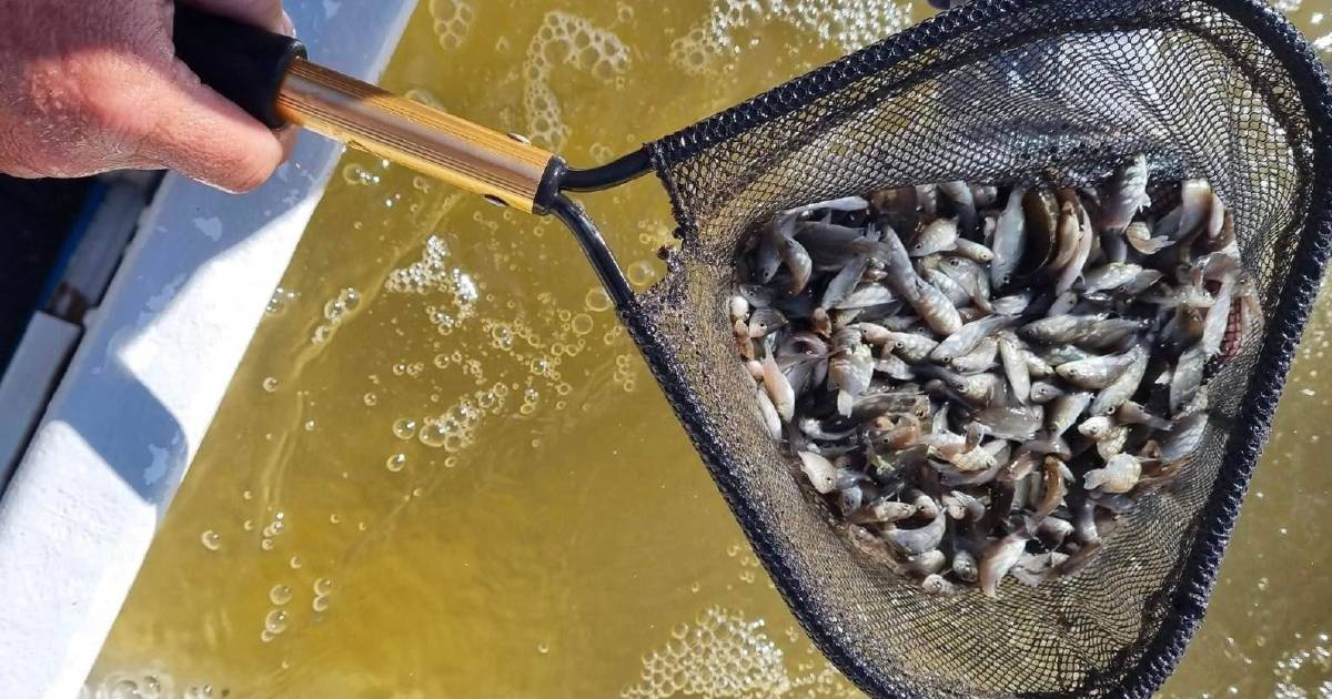 Sooty Grunter fingerlings released into Lake Moondarra