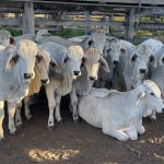 Crop Circle Consulting, Gerladton, leads trial testing safflower as a break crop in the low and medium rainfall regions | Farm Weekly