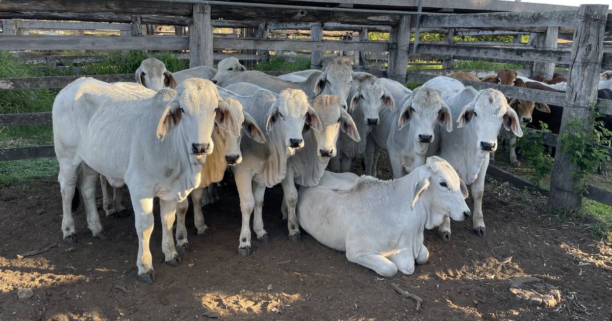 Elanora Park weaner heifers climb top Gin Gin cattle sale