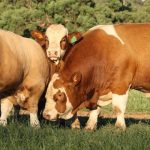 Lucrana Simmental bull sale date changed | Queensland Country Life