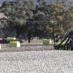 Emma Ayliff's 'fresh ideas' to improve cotton