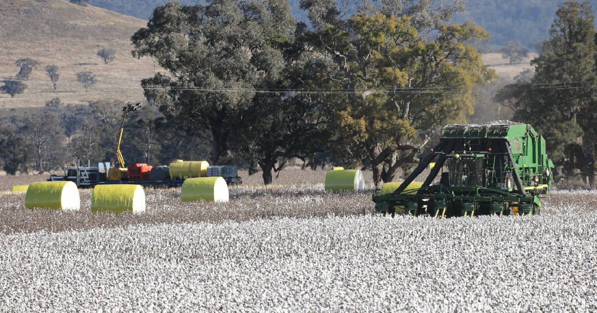 Back on the cotton pick at Berwicks