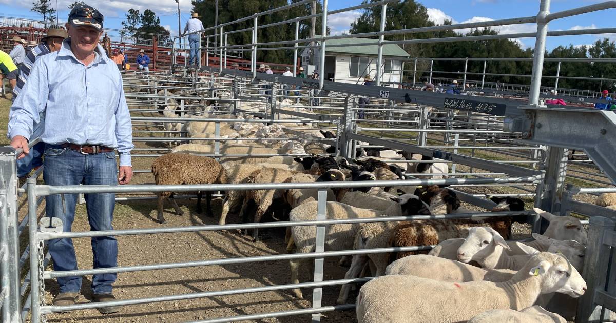 Prices for young lambs reach $238 at weekly Warwick sheep sale | Queensland Country Life