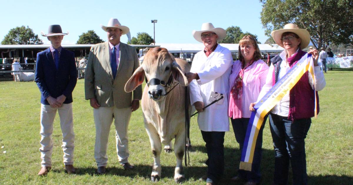 Brahmans shine at Toogoolawah