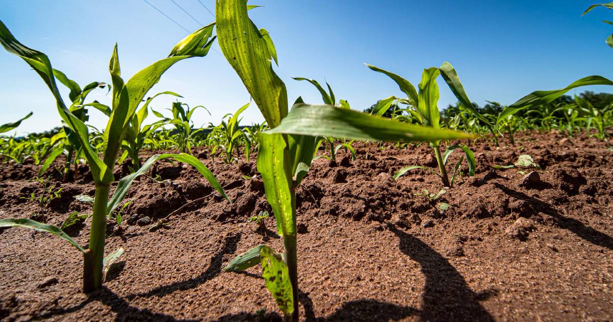 US corn yields under serious pressure | The Land