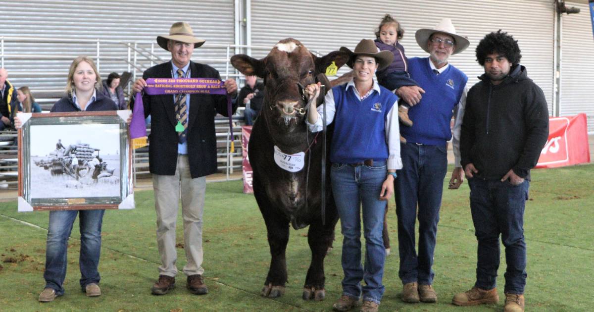 2022 Shorthorn National Show and Sale: K.O Shorthorns led judging sweep | The Land