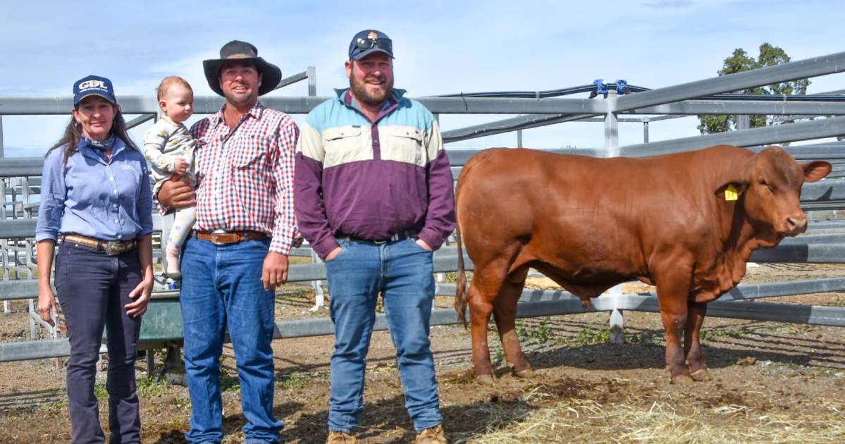 Consistency attracts buyers to NT Senepols bull sale