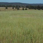 Rain hinders numbers but market remains strong at Biggenden weaner sale