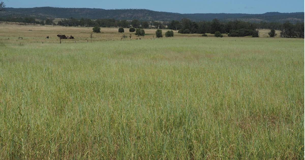 Biloela property with irrigation option