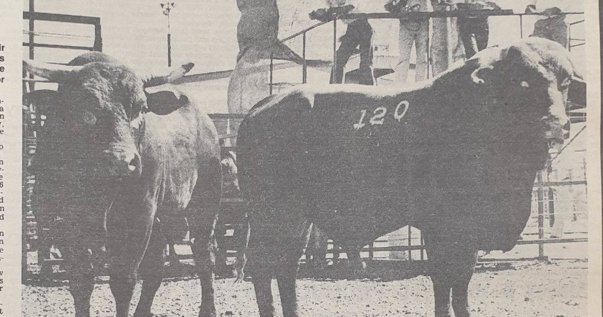 NQR 130: Afrikaner bulls enter Cloncurry sale ring in 1981 | North Queensland Register