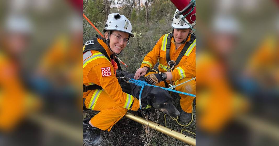 Dog rescued after falling down five-metre mine shaft