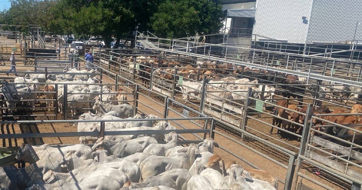 Weaner steers 590 at Charters Towers