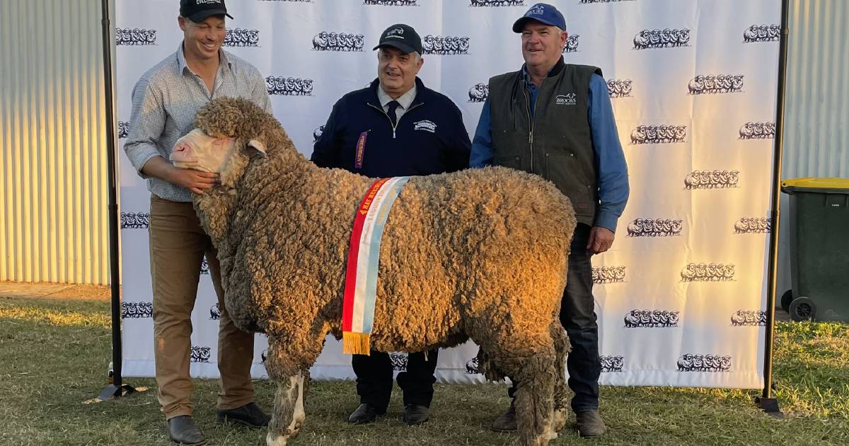 Merino sheep on show at Hay