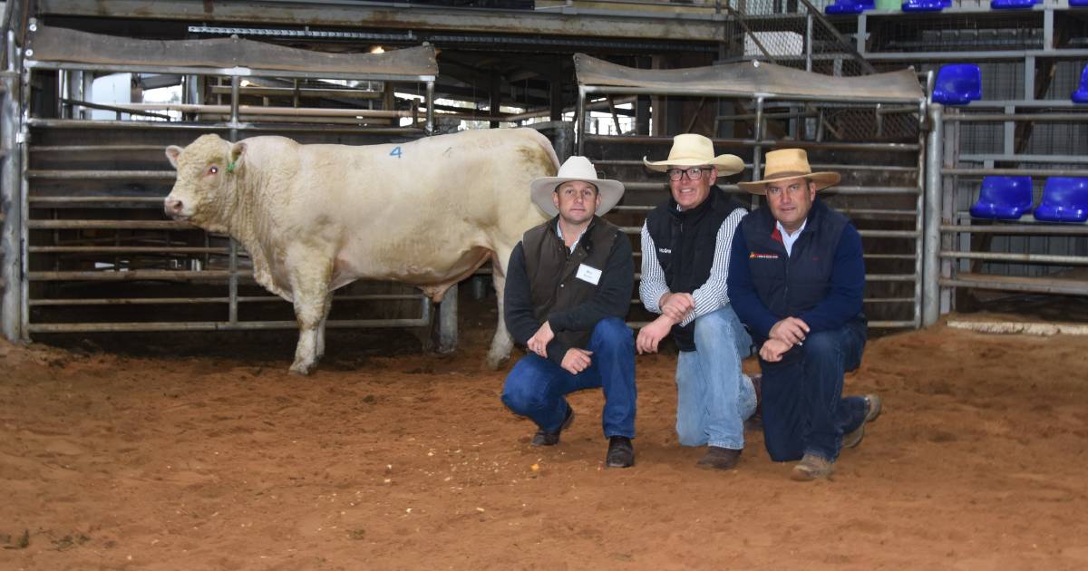 Charolais and Ultra Blacks fly out the door at Scone Saleyards | The Land