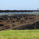 US drought tearing the heart out of cattle industry