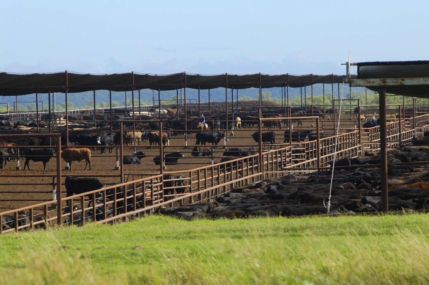 Forecast wet summer presents potential heat stress issues