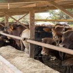 Cattle markets transition to Summer