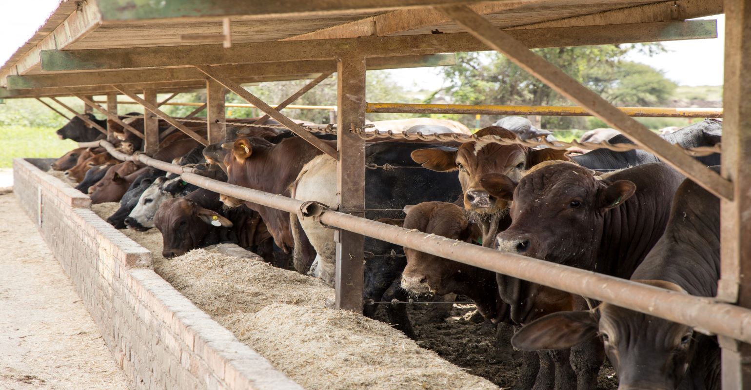 Managing heat stress | Beef Magazine