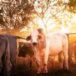 The Charters Towers butchery providing quality meats straight from local paddocks