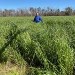 Manure and vermicast success in rebuilding soils at Walcha