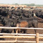 Dalrymple Saleyards to partially lose for live export upgrade