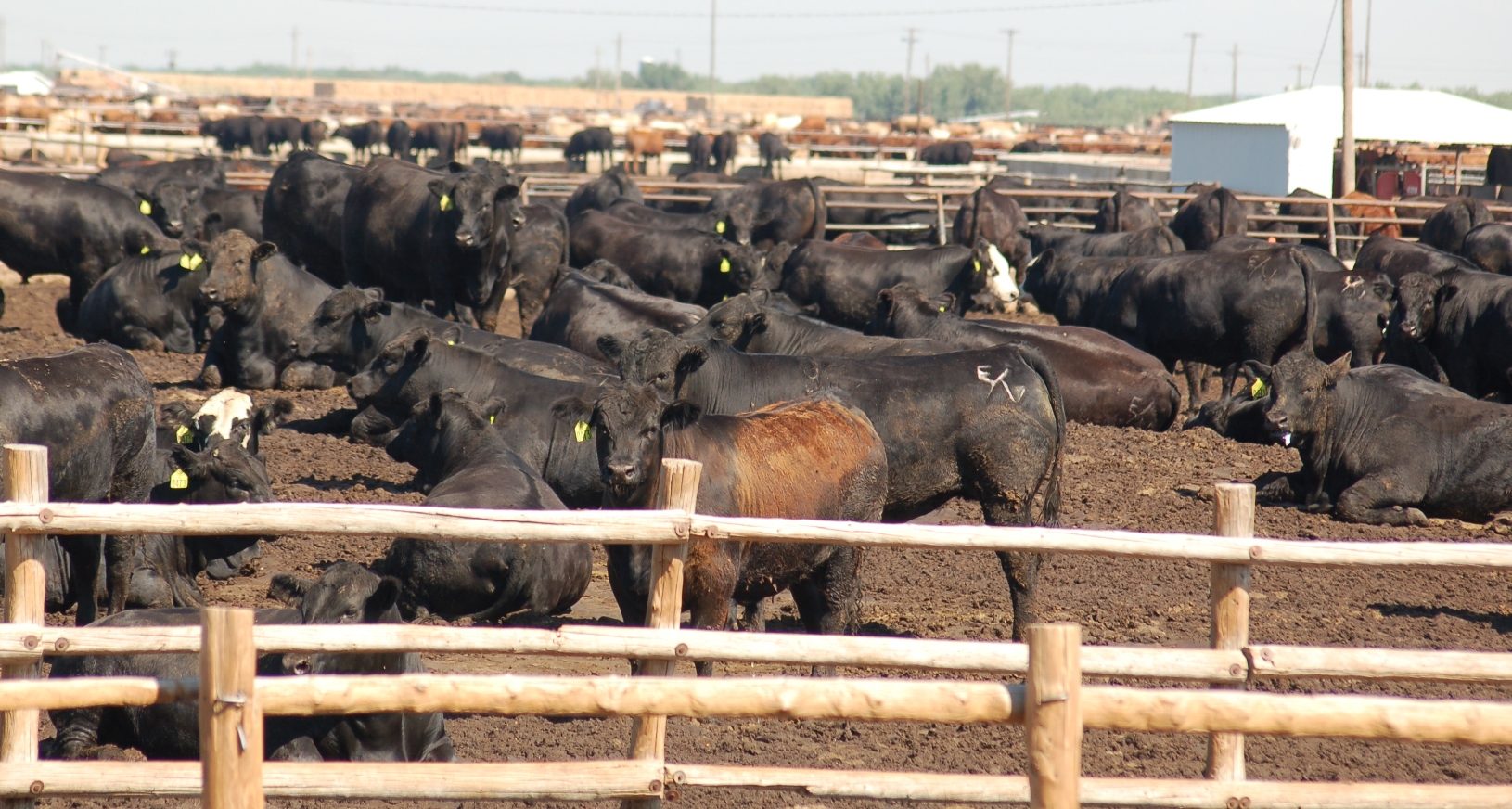 Videos emerge of heat stress deaths in US feedlot cattle