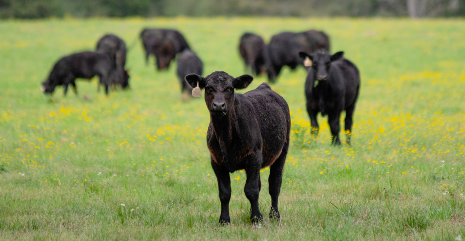 Work with vet to establish heifer vaccination plan