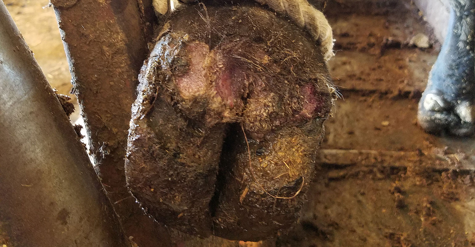 Digital dermatitis causes feedlot performance loss