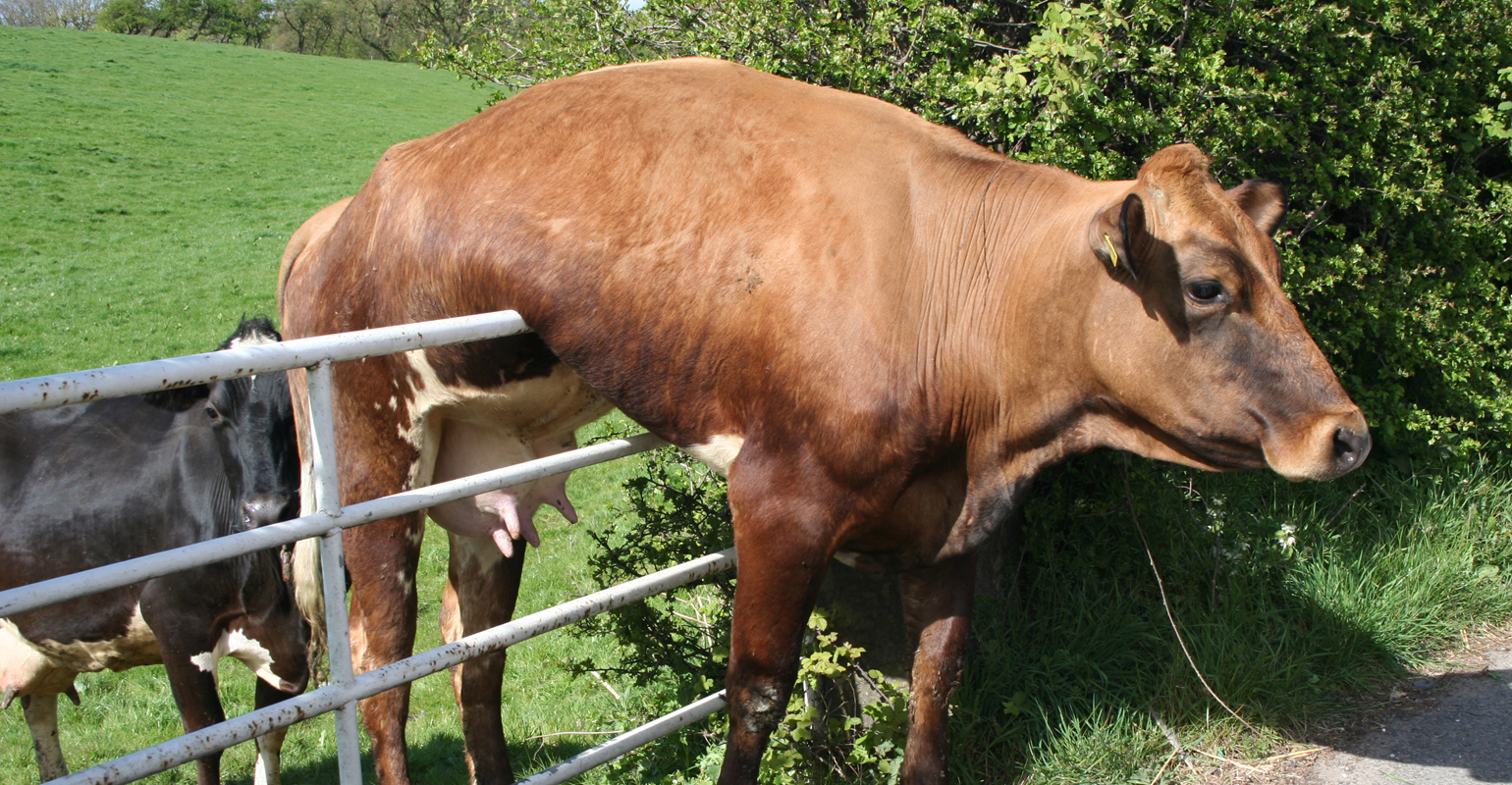 Don’t be on the fence about biosecurity. Create a plan.