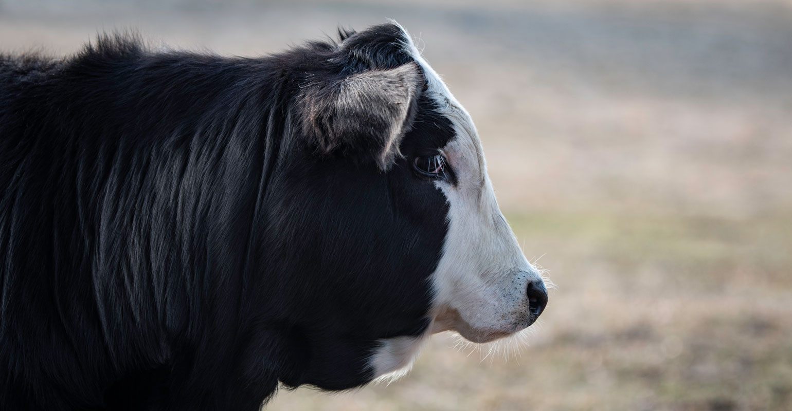 BQA principles make a difference from pasture to plate