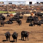 Charters Towers market eases