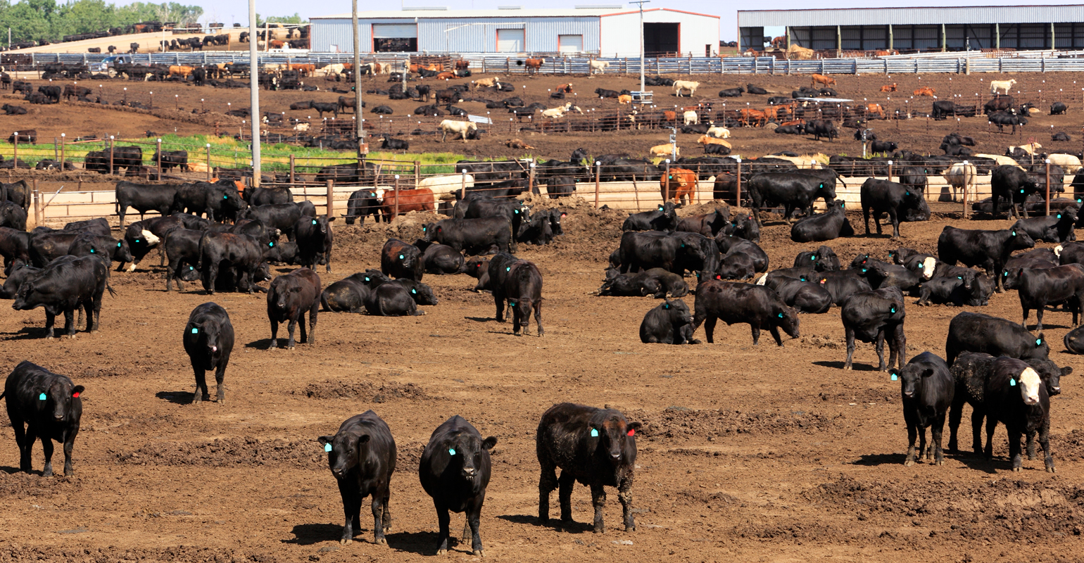 Consensus builds for beef industry reforms