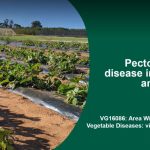 Strong demand for weaner steers and heifers at Beaudesert