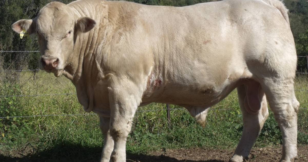 Lilydale Charolais Invitational tops at $18,000