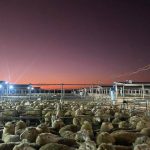 Kolindale’s Luke Ledwith spends $115,000 on Collinsvale Poll Merino sire at Bendigo | Farm Weekly