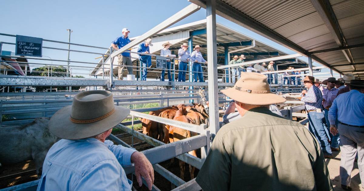 Red Brangus weaner steers 196kg make 644c/$1263 at Gracemere | North Queensland Register