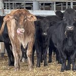 Goetsch's victory roll continues in Ekka prime cattle competition