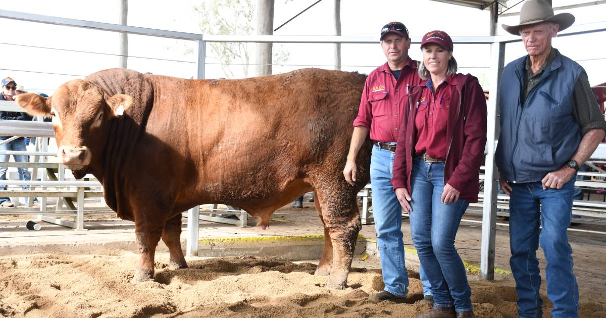 First Performance Limousin sale forges ahead despite flooding